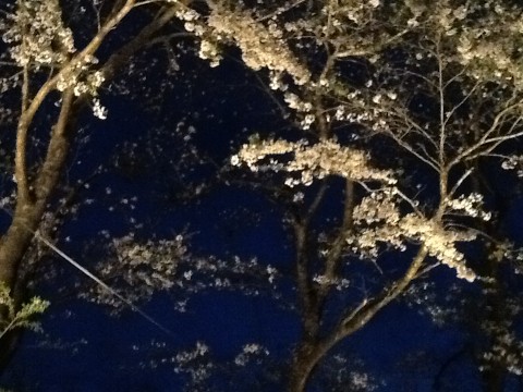 ★夜桜★